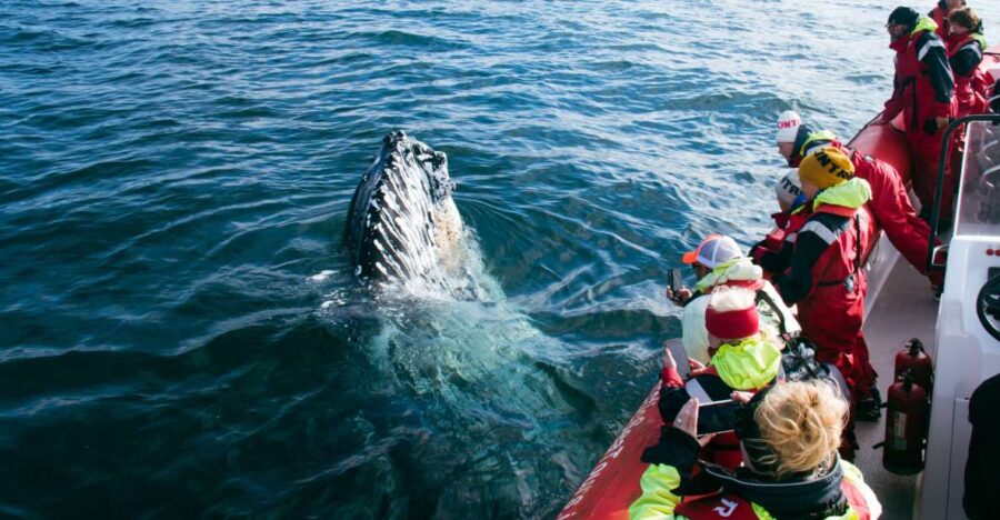 Dalvík: Whale Watching Speedboat Tour