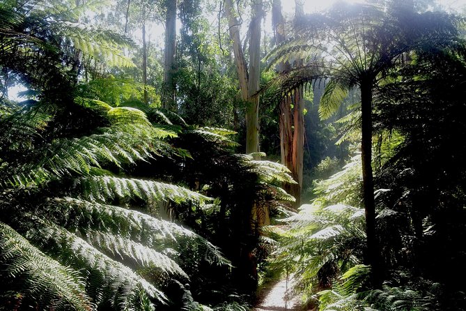 Dandenong Ranges Private Day Tour