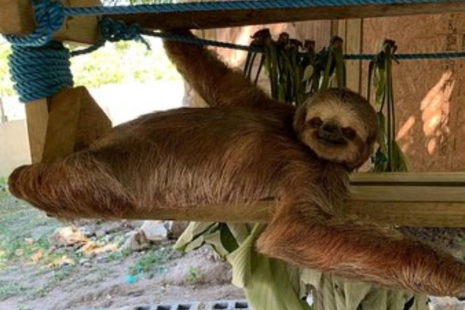 Daniel Johnsons Monkey & Sloth Hangout + Las Palmas Beach Day