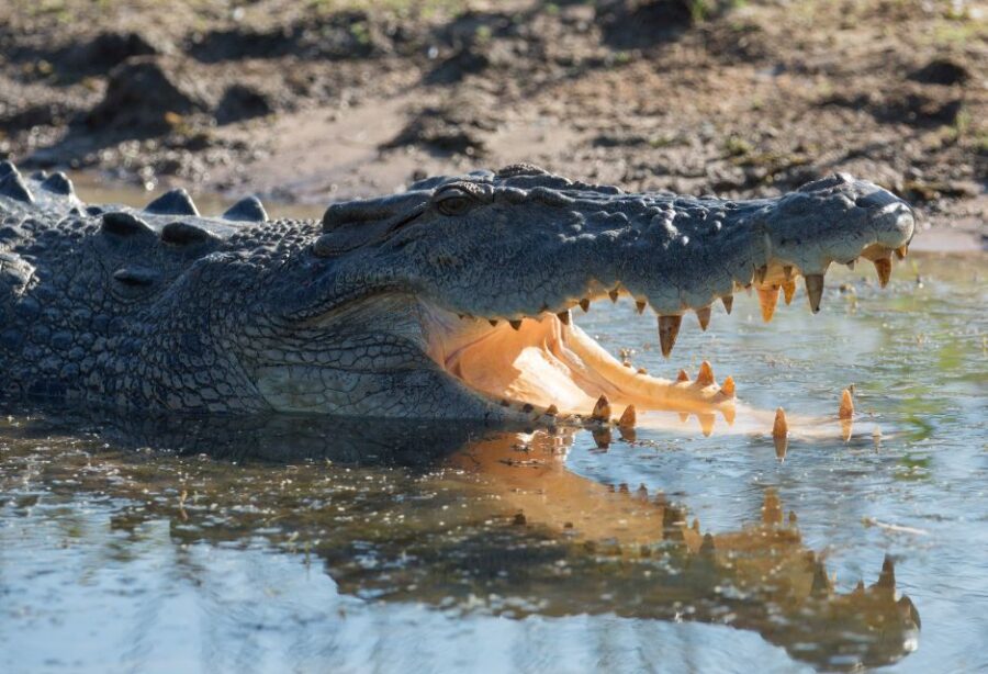 Darwin: Mary River Wetlands Wildlife Cruise With Lunch - Wildlife Highlights