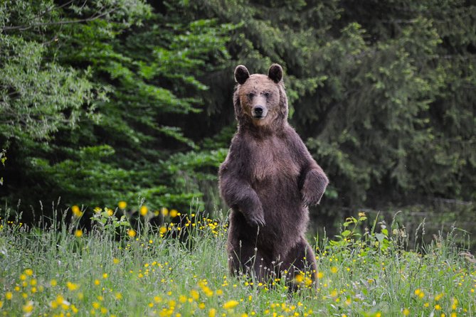 Day Trip & Bear Watching in the Land of Volcanoes - Overview of the Tour