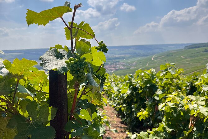 Day Trip by Van in Champagne Small Group of 8 - Tour Overview