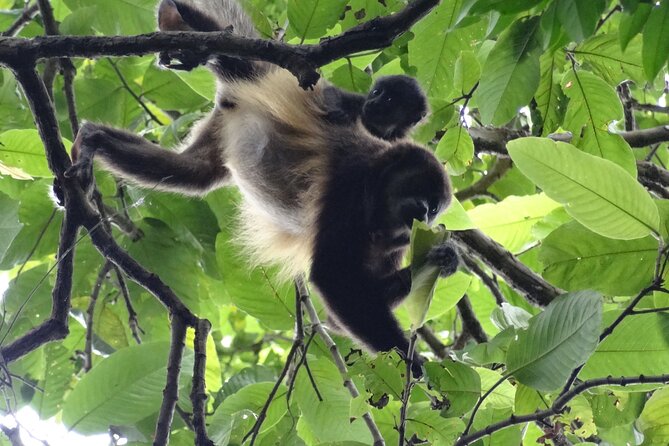 Day Trip: Meet Howler Monkeys at Churute & Make Organic Chocolate - Inclusions and Logistics