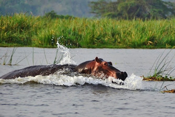 2 Best National Park Tours In Akagera National Park