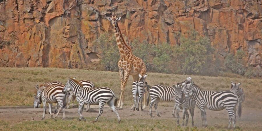 Day Trip to Hells Gate Park and Optional Lake Naivasha