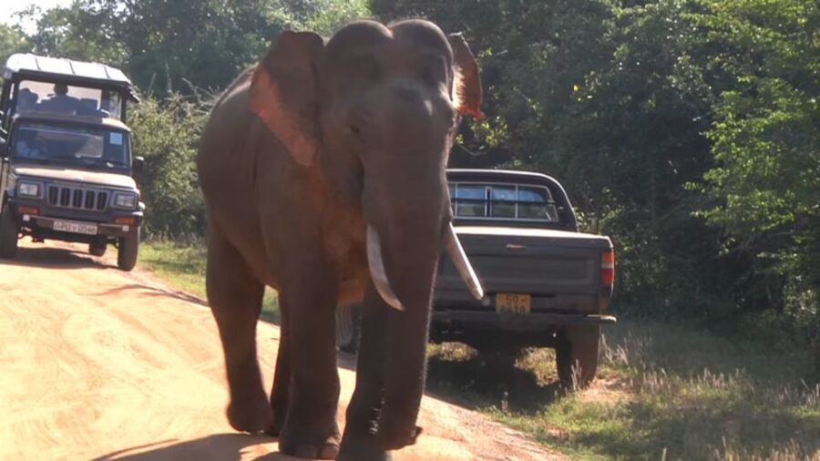 Day With Elephants at Udawalawe National Park & Transit Camp