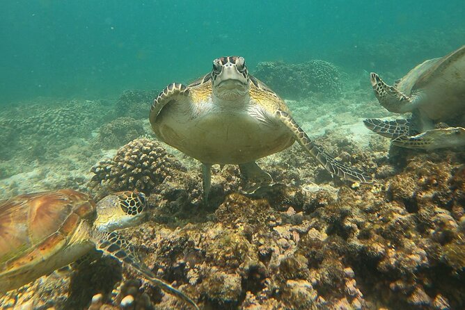 Daymaniyat Islands Snorkeling Adventure From Muscat - Inclusions