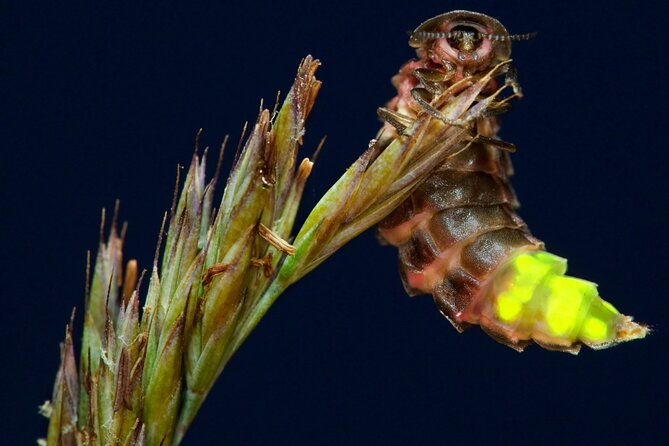 Daytime Scenic Rim Glow Worm Tour - Tour Overview