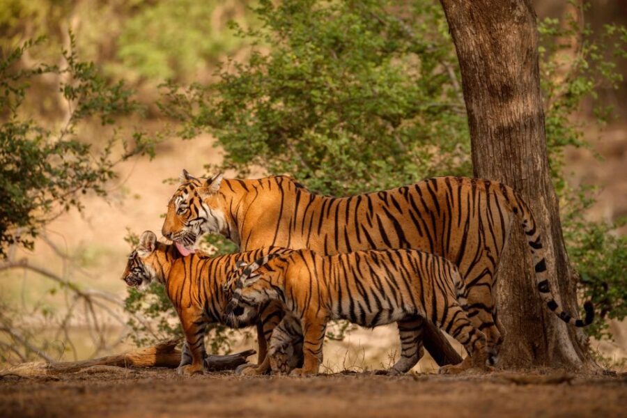 Delhi to Ranthambhore Overnight Tour/Tiger Safari By Car - Tour Overview and Pricing