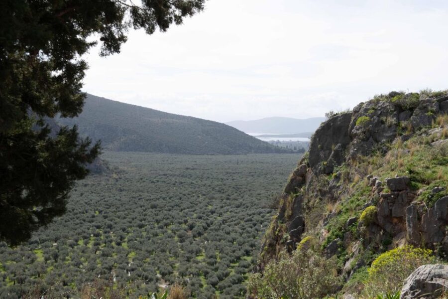 Delphi: Easy Hike on Ancient Path Through the Olive Groves
