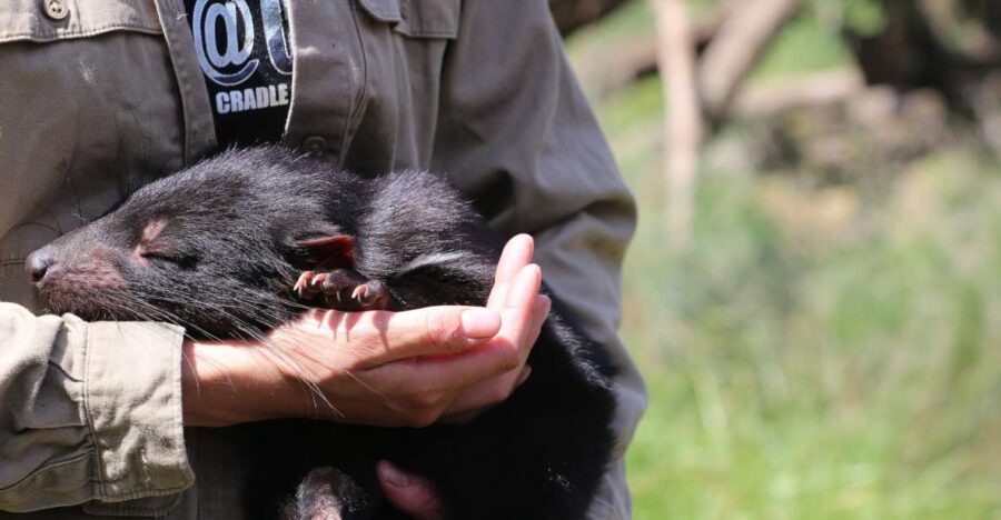 Devils at Cradle: Day Keeper Tour and Entry to Wildlife Park