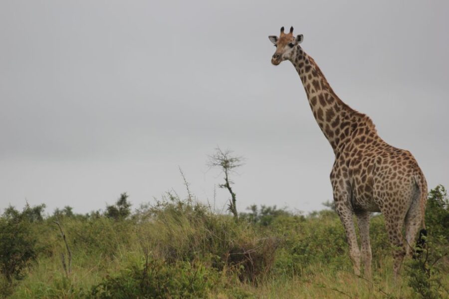 Dinokeng Game Reserve Halfday Safari