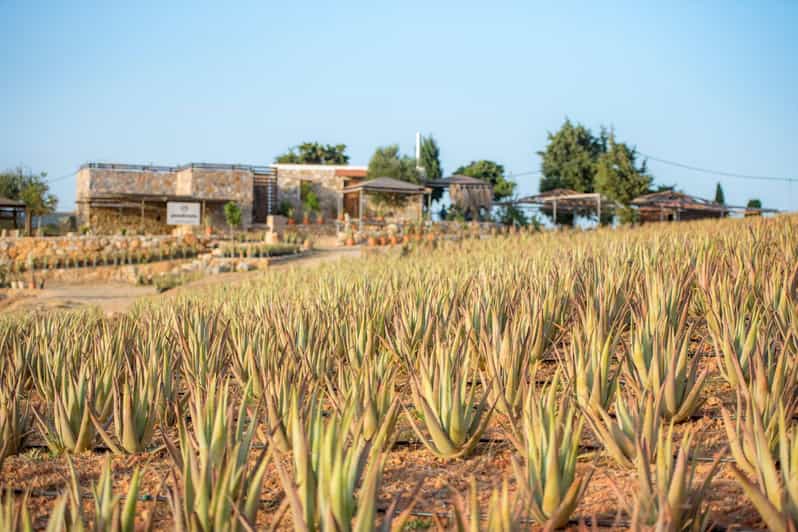 Discover Aloe: A Farm Walk & Essential Oil Workshop - Activity Overview