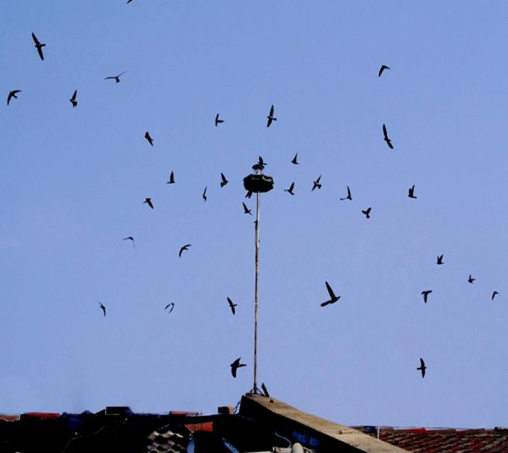 Discover Birds Nest Life, Making & Tasting Birds Nest Soup - Chim Yen and Their Homes
