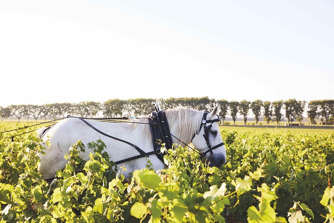 Discover Burgundy