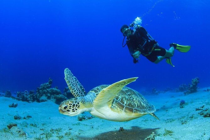 Discover Scuba Diving & Beach Club With Transportation in Riviera Maya - Overview and Experience