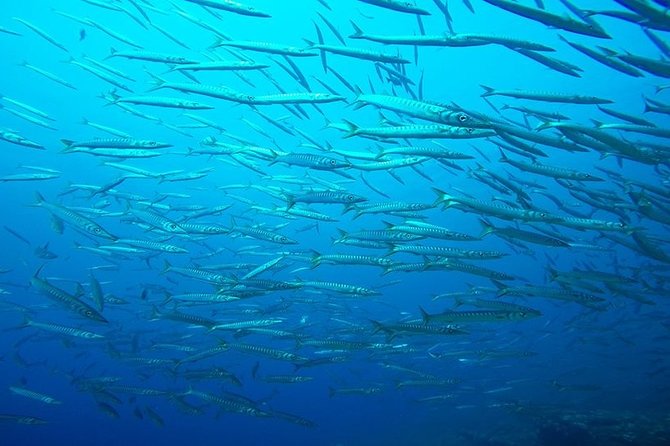 Discover Scuba Diving From the Boot - XL Version - Activity Details