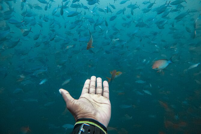 Discover SCUBA Diving in Beautiful Unawatuna Bay - Overview of SCUBA Diving in Unawatuna
