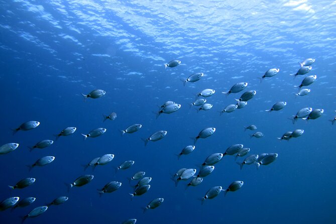 Discover Scuba Diving in Lanzarote (Costa Teguise)