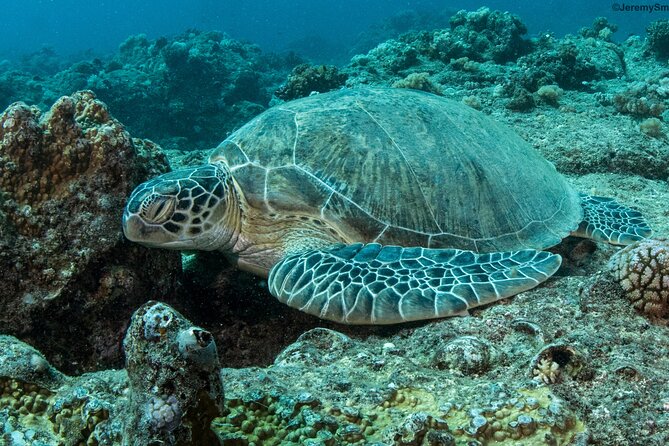 2 Best Scuba Diving Experiences In Mauritius