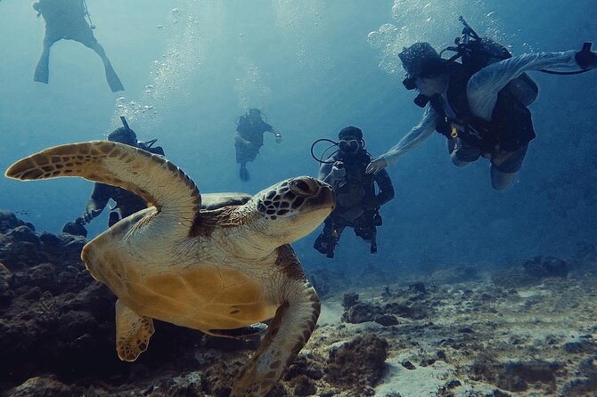 Discover Scubadiving on Aruba’S Reef
