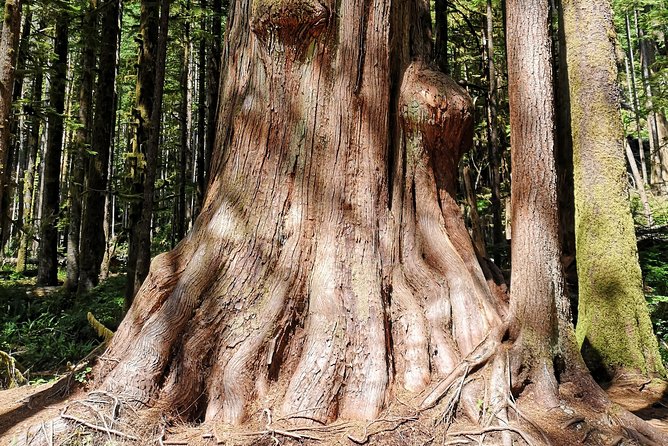 Discover Sooke to Port Renfrew Scenic Tour of Vancouver Islands