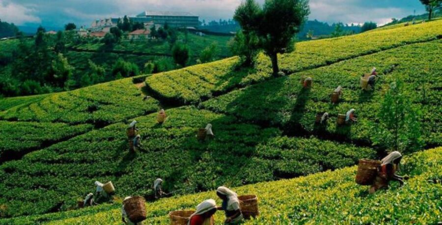 Discover Sri Lankas Central Highlands in 5 Days - Tour Overview and Pricing
