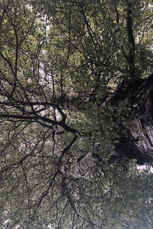 Discover Sustainable Projects in Vienna by Foot