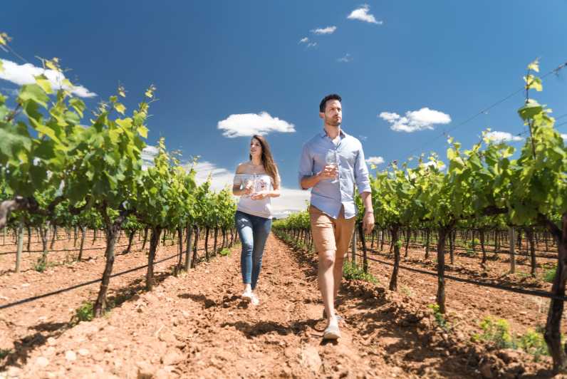 Discover the Essence of Ibiza’S Rich Wine Culture