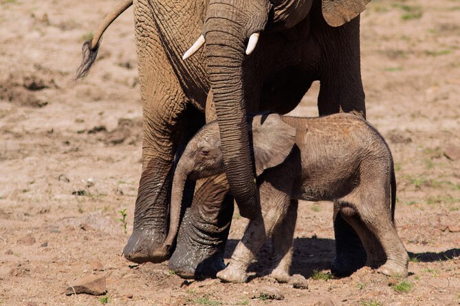 Discover the Pilanesberg With a Personalized Full Day Safari