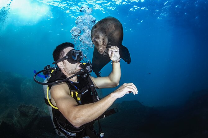 Dive in La Paz With Sea Lions, Turtles, Fish Schools and Wrecks