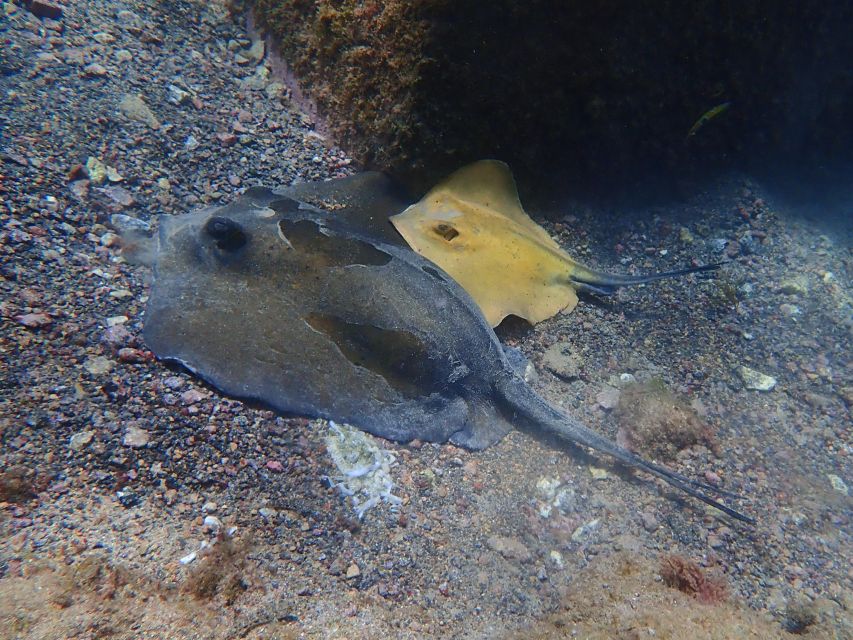 Diving at Lanzarote - 2 Guided Dives for Certified Divers