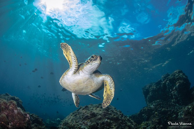 Diving for Beginners and Accredited - Búzios RJ - Overview of the Activity