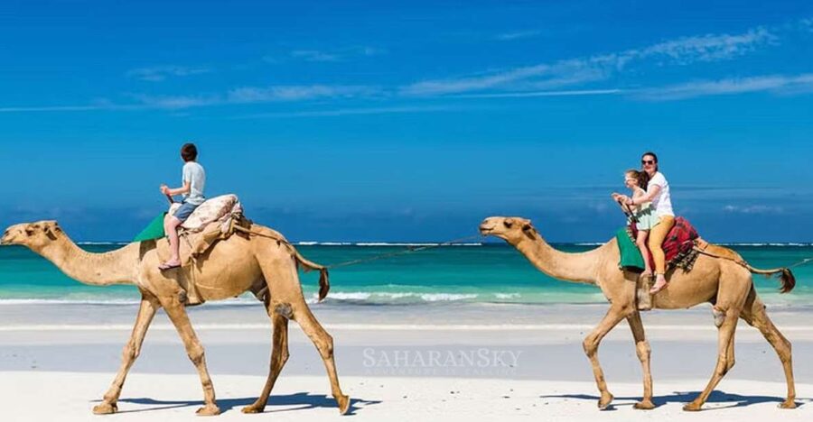 Djerba: Lagoon Camel Ride Experience