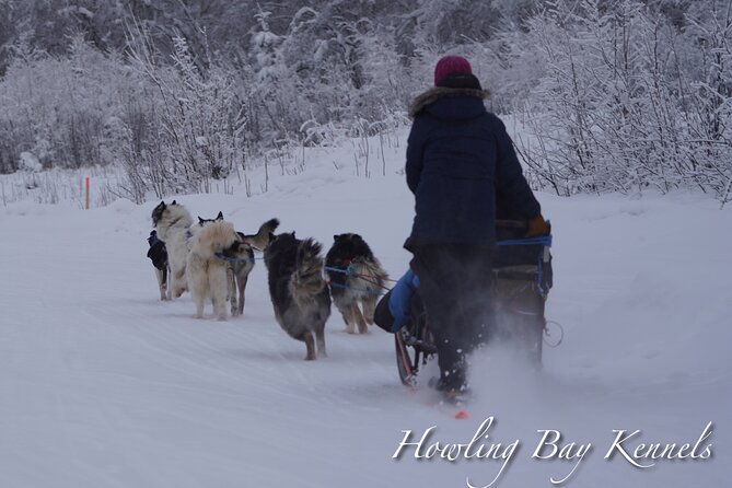 Dog Sled Adventure