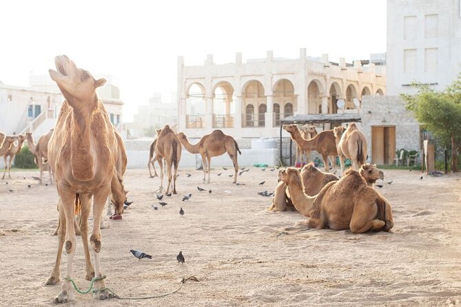 Doha Layover, Stopover,Transit (4 Hours Private Guided City Tour) - Included in the Tour