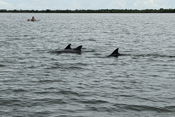 Dolphin And Manatee Clear Kayak Or Paddleboard Island Hop Tour