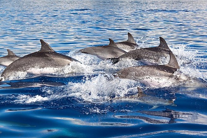 Dolphin and Whale Watching Cruise From Puerto Rico De Gran Canaria