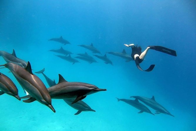 Dolphin House Sea Trip - Hurghada - Overview of the Experience