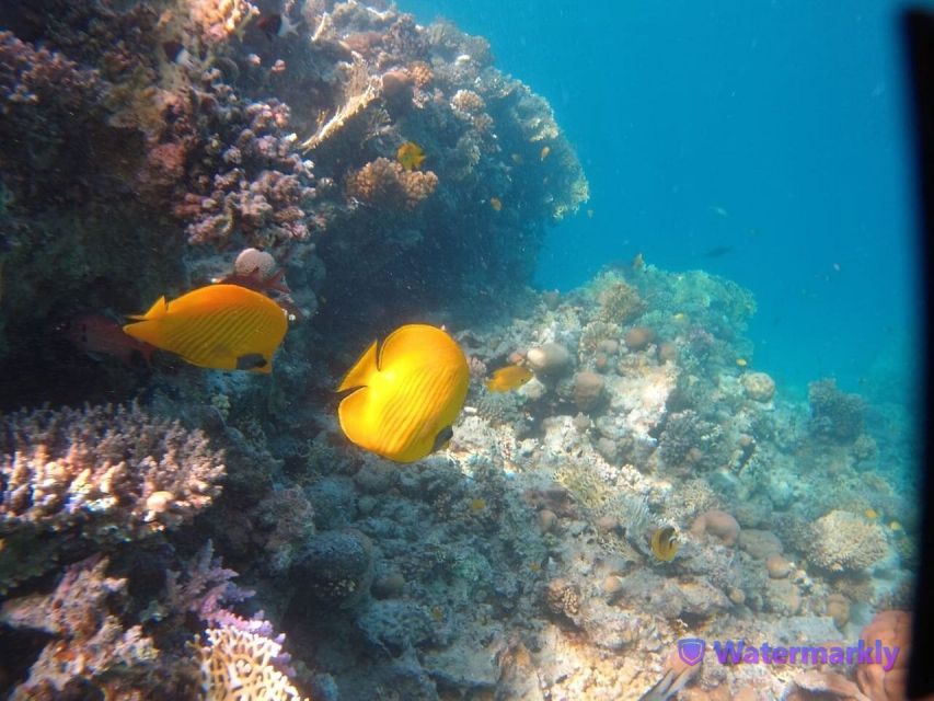 Dolphin House Snorkeling Trip