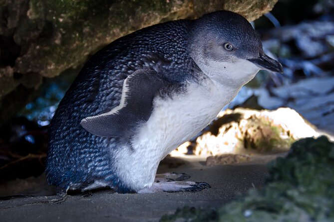 Dolphin, Penguin and Sea Lion Cruise - Cruise Overview