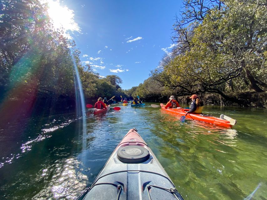 Dolphin Sanctuary and Ships Graveyard Kayak Tour - Tour Overview
