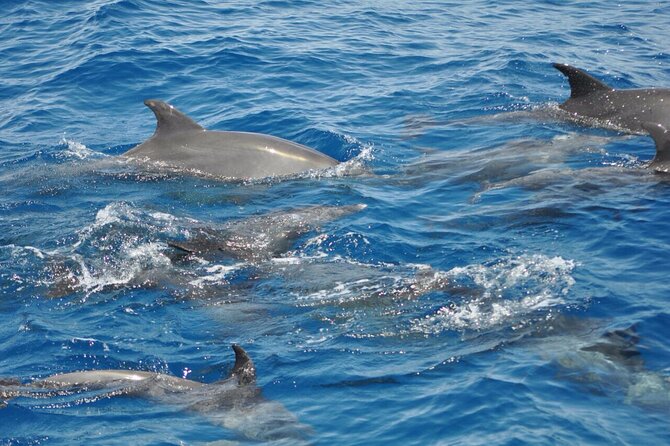 Dolphin Tour Banana Boat From Soma /Sahl Hasheesh/Makadi/Safaga