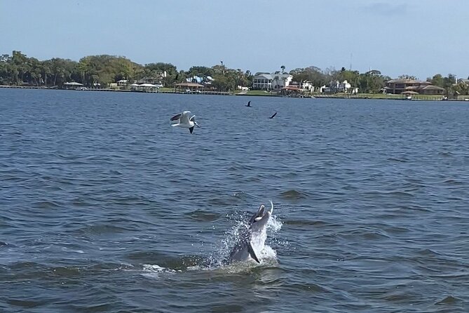 Dolphin Tour With Local Expert