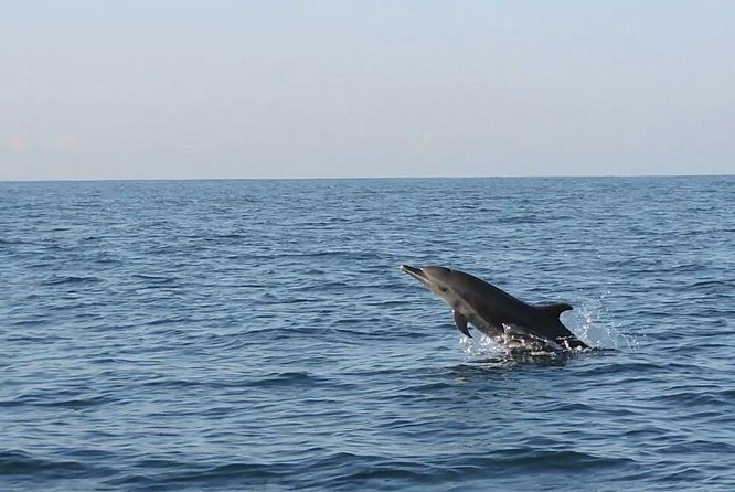 Dolphin Watching - Tour Overview