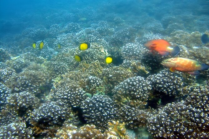 Dolphin Watching and Snorkeling Activity in Muscat