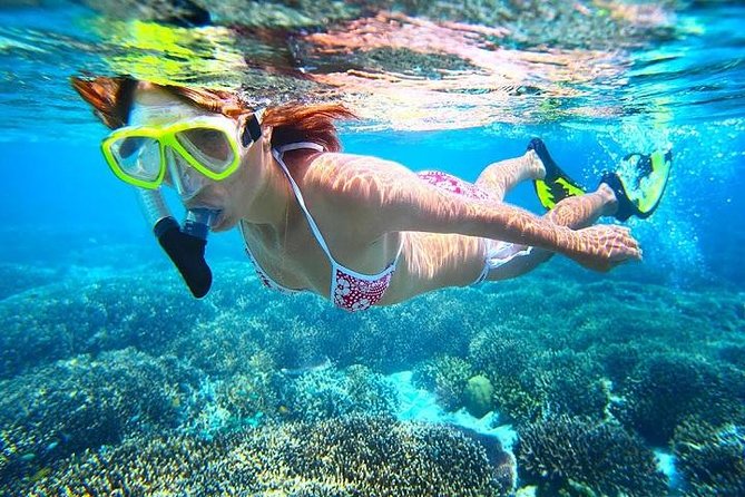 Dolphin Watching and Snorkeling Tour From Muscat