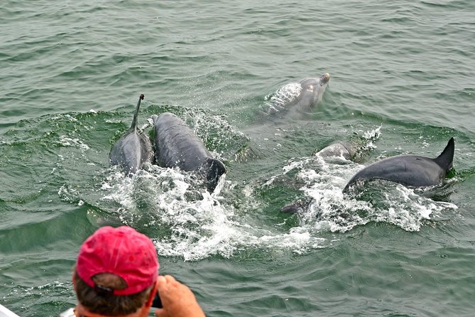 Dolphin Watching Around Cape May - Included Features