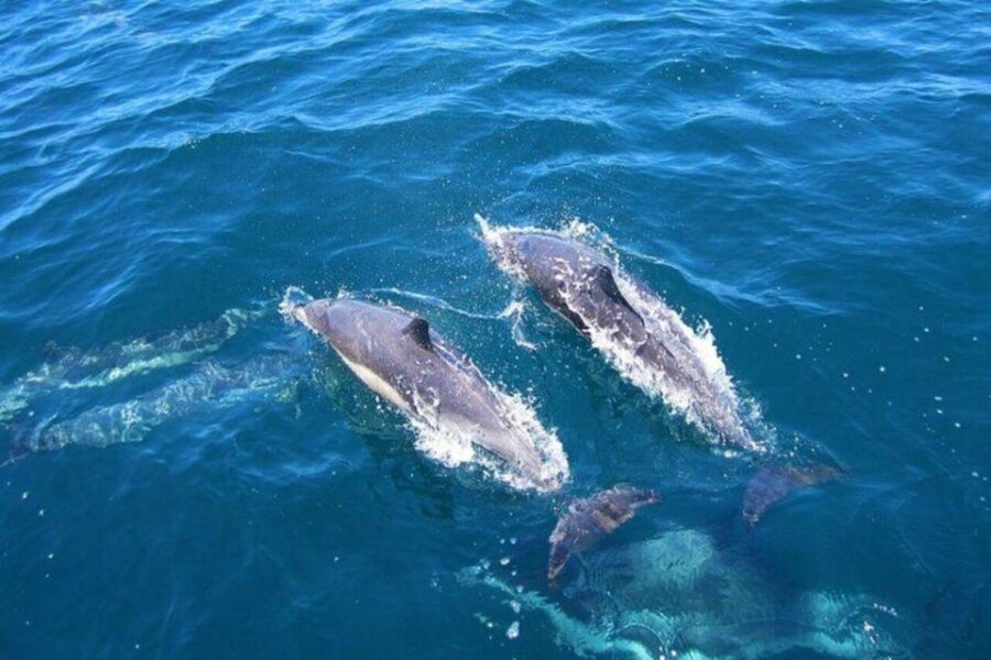 3 Best Dolphin Watching Tours In Kalpitiya