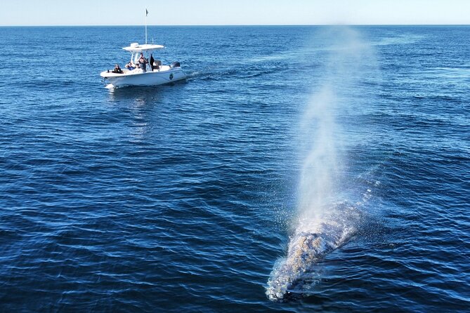 Dolphin & Whale Watching - Captivating Coastal Cruise